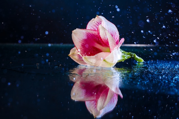 Free Photo pink flower with water drops over dark blue wall