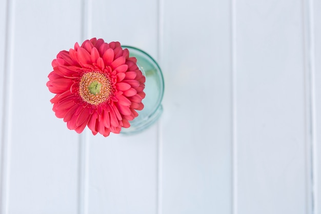 Free Photo pink flower with white surface background