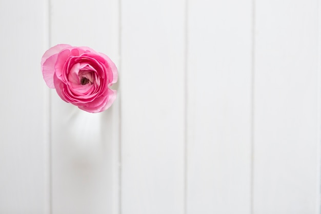 Free photo pink flower on wooden background