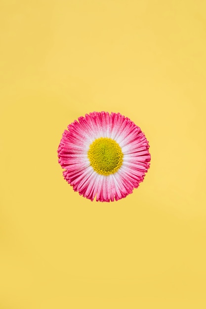 Free photo pink flower on yellow background