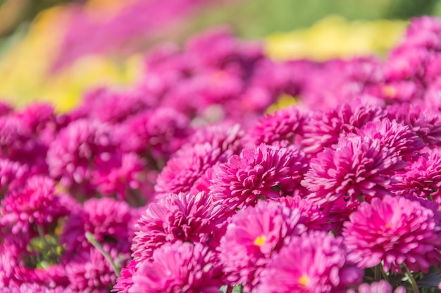 pink flower