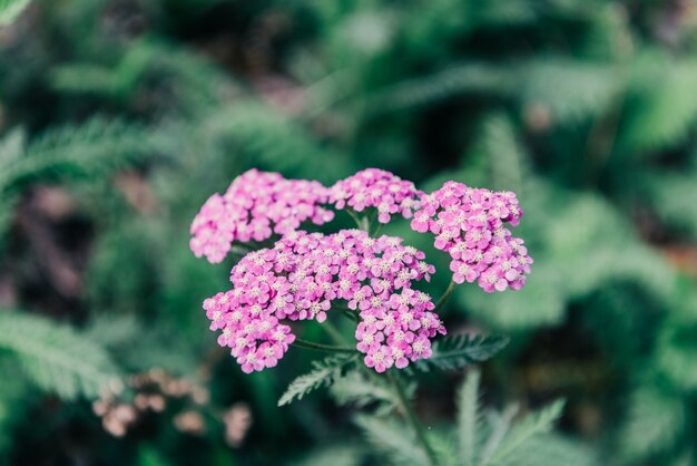 Pink flower