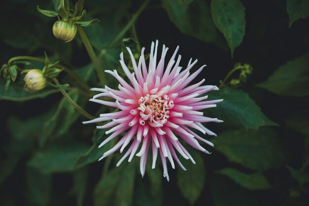 Pink flower