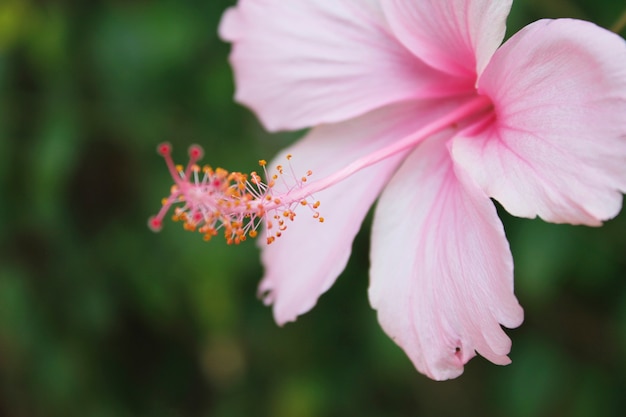 Free Photo pink flower