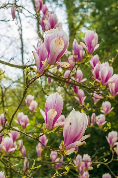 Free photo pink flowers blossoming on the branches of the tree