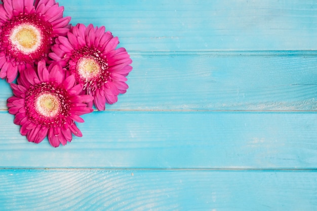 Pink flowers on blue wooden table