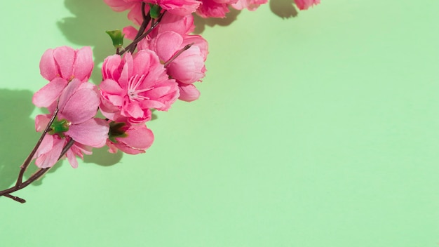 Free photo pink flowers branch on green table