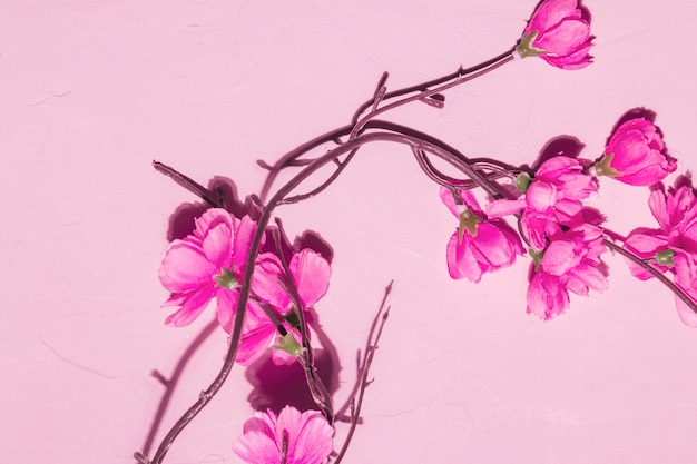 Free Photo pink flowers in a branch