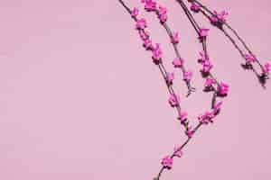 Free photo pink flowers in a branch