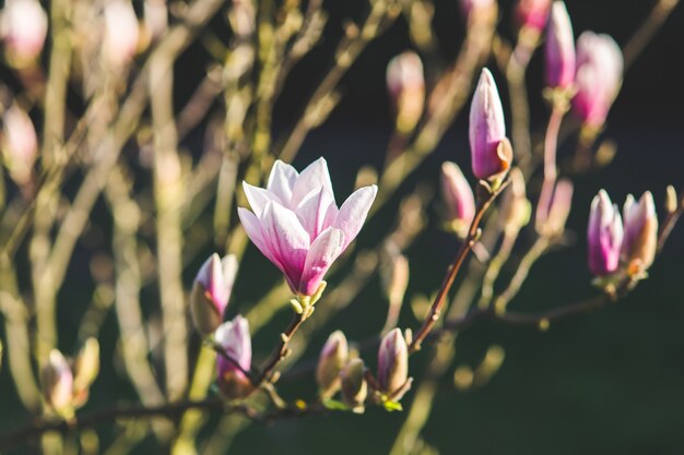 Pink flowers close up