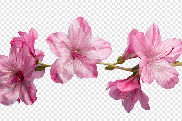 Free photo pink flowers isolated on transparent background