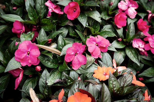 Free Photo pink flowers and leaves background