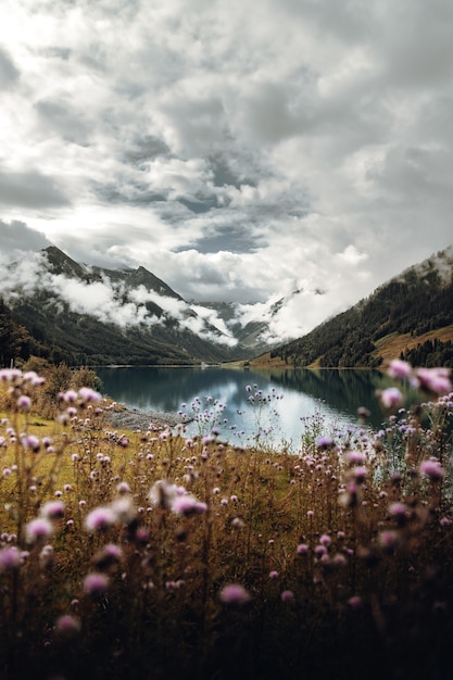 Free Photo pink flowers near lake and mountains under cloudy sky during daytime