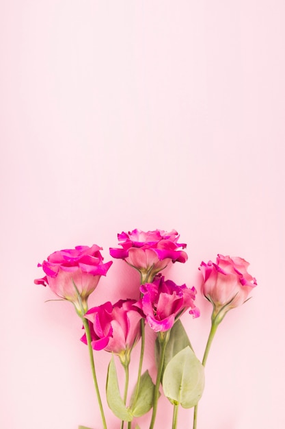 Free photo pink flowers on pastel colored background