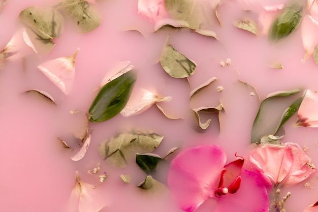 Free Photo pink flowers in pink colored water