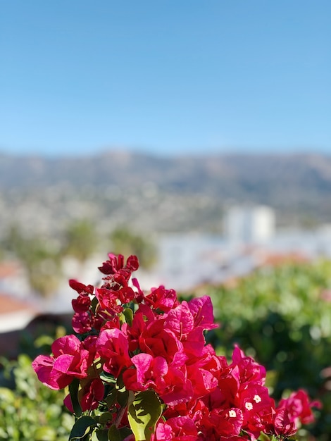 Pink flowers on unfocused background