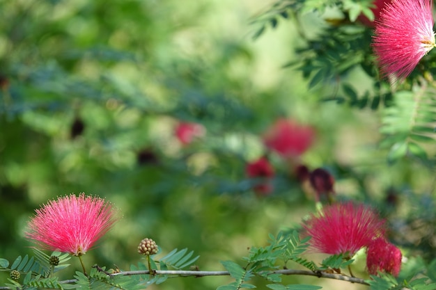 Pink flowers with defocused background