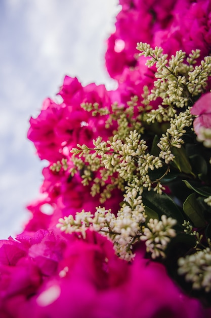 Free Photo pink flowers with green leaves