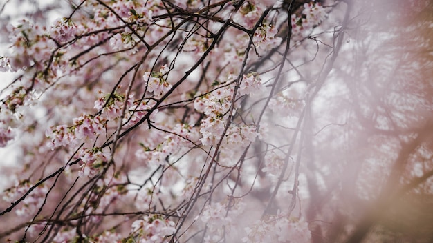 Pink flowers