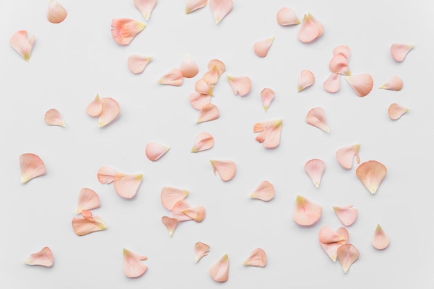 Free Photo pink fresh flower petals