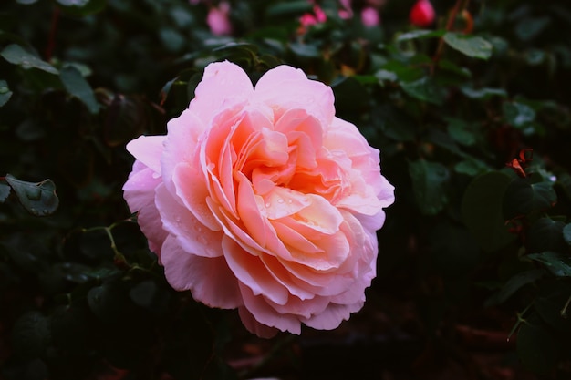 pink garden rose with water drops on it in a garden with a blurry wall