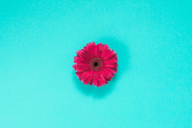 Free photo pink gerbera flower on blue table