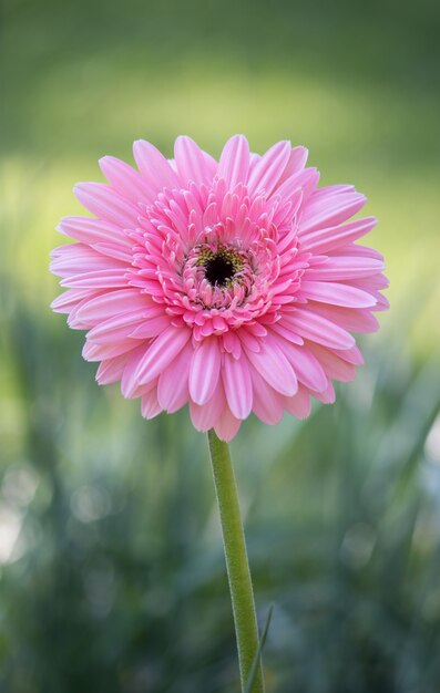 pink gerbera flower in a garden