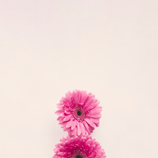 Free photo pink gerbera flower on white table