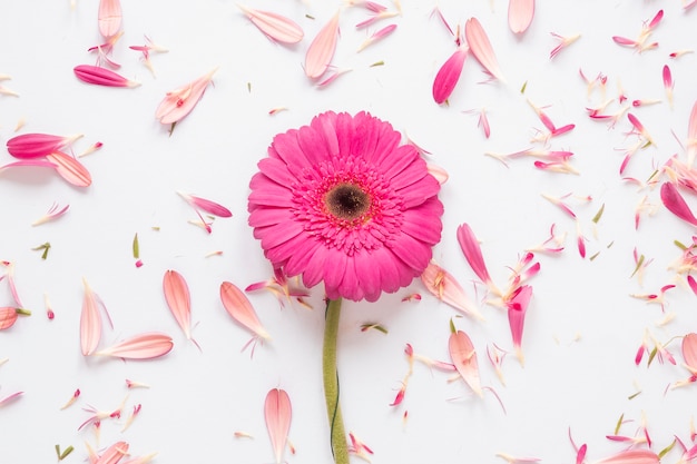 Free photo pink gerbera flower with petals on white table