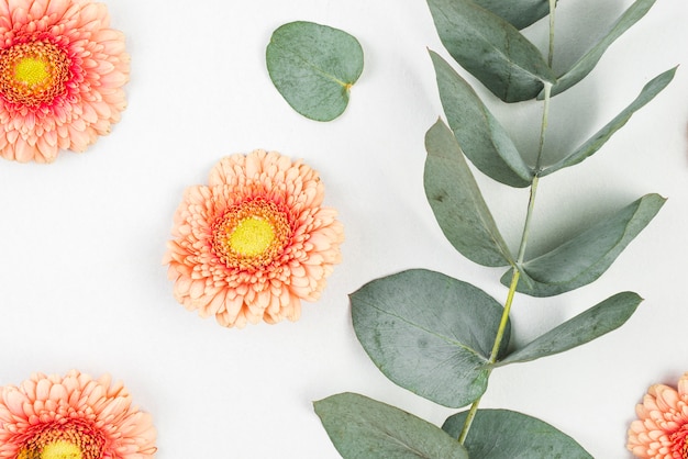 Free Photo pink gerbera flower with twig on white backdrop