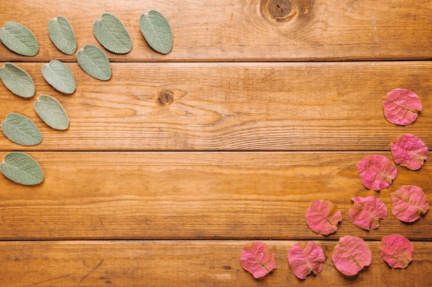 Free photo pink and green leaves