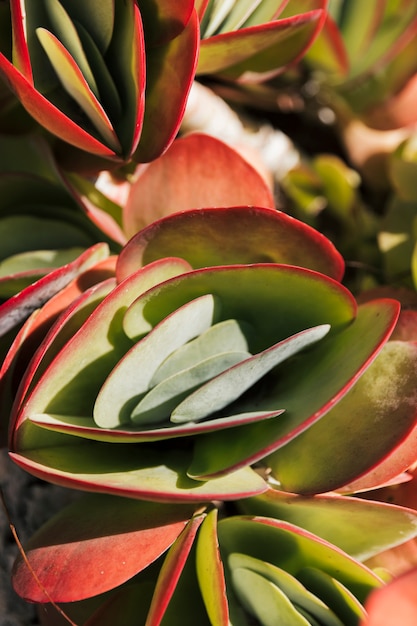 Free photo pink and green paddle plant kalanchoe luciae succulent