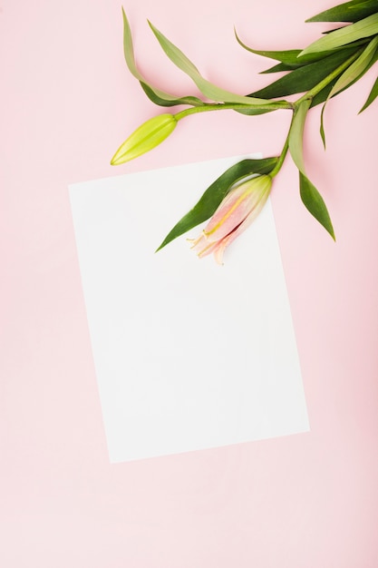 Pink lily buds on white paper over the pink background