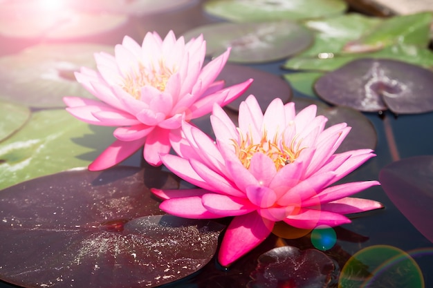 Pink lotus, Beautiful waterlily with sunlight and flare