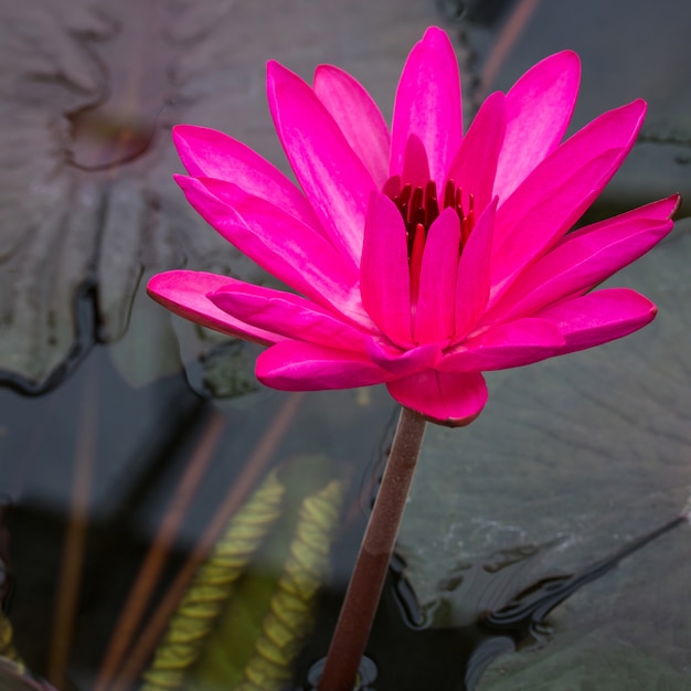 Free photo pink lotus flower in pond