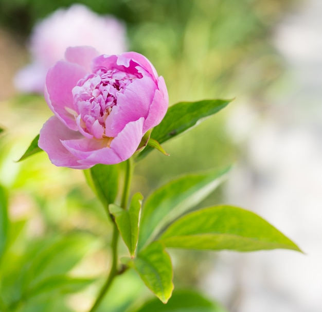 Pink peony.