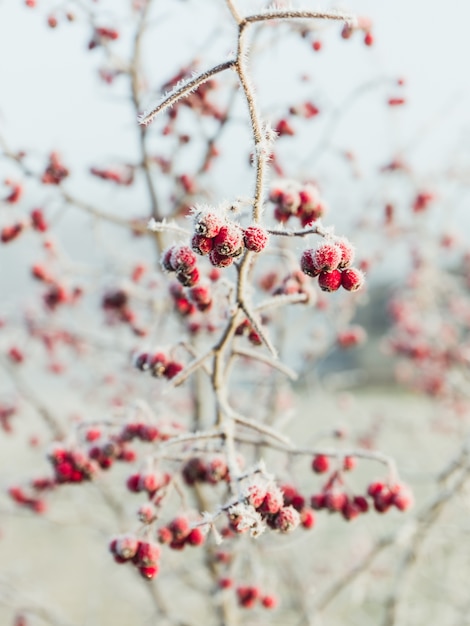 Free Photo pink peppercorn berries covered with snow