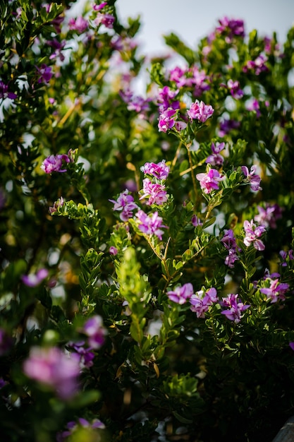 Pink petaled flowers