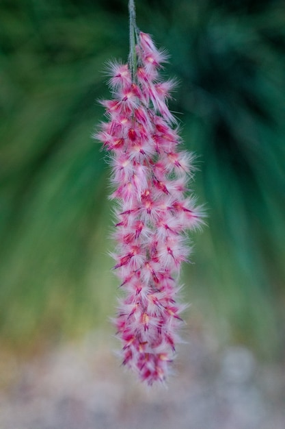 Free photo pink-petaled flowers