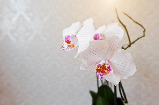 Pink phalaenopsis flowers orchid on vanile texture background