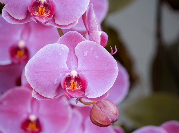 Free Photo pink phalaenopsis orchid flower