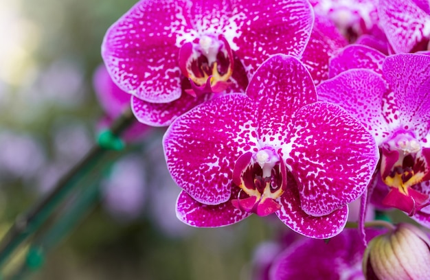 Pink phalaenopsis orchid flower