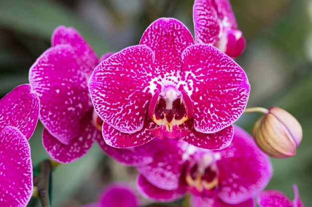 Pink phalaenopsis orchid flower