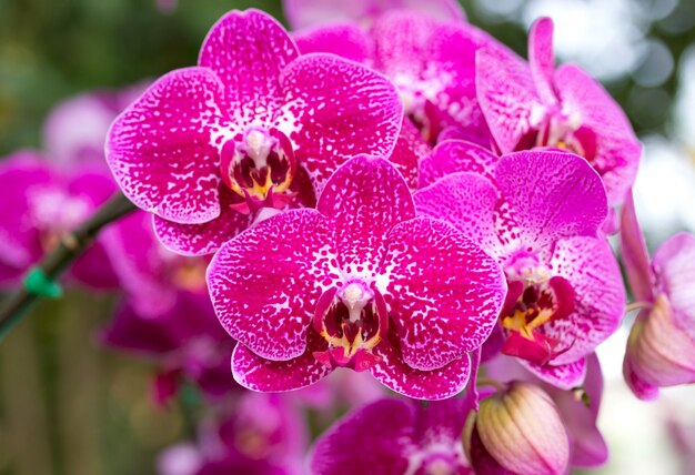 Pink phalaenopsis orchid flower