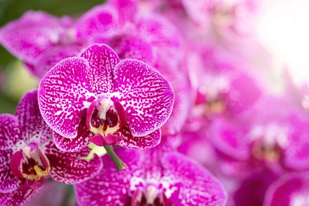 Pink phalaenopsis orchid flower