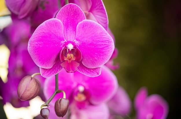 pink phalaenopsis orchid flower