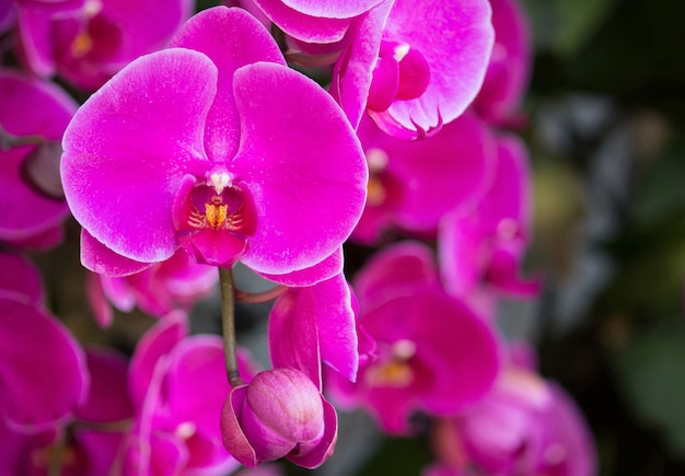 Free photo pink phalaenopsis orchid flower