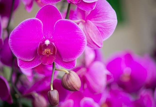 pink phalaenopsis orchid flower