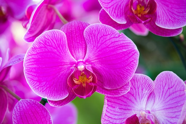 Free photo pink phalaenopsis orchid flower