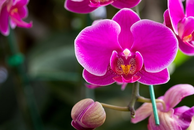 Pink phalaenopsis orchid flower